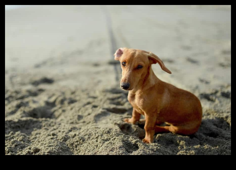 Köpek Dramı: Köpeklerde Davranışsal Zorlukların Ele Alınması