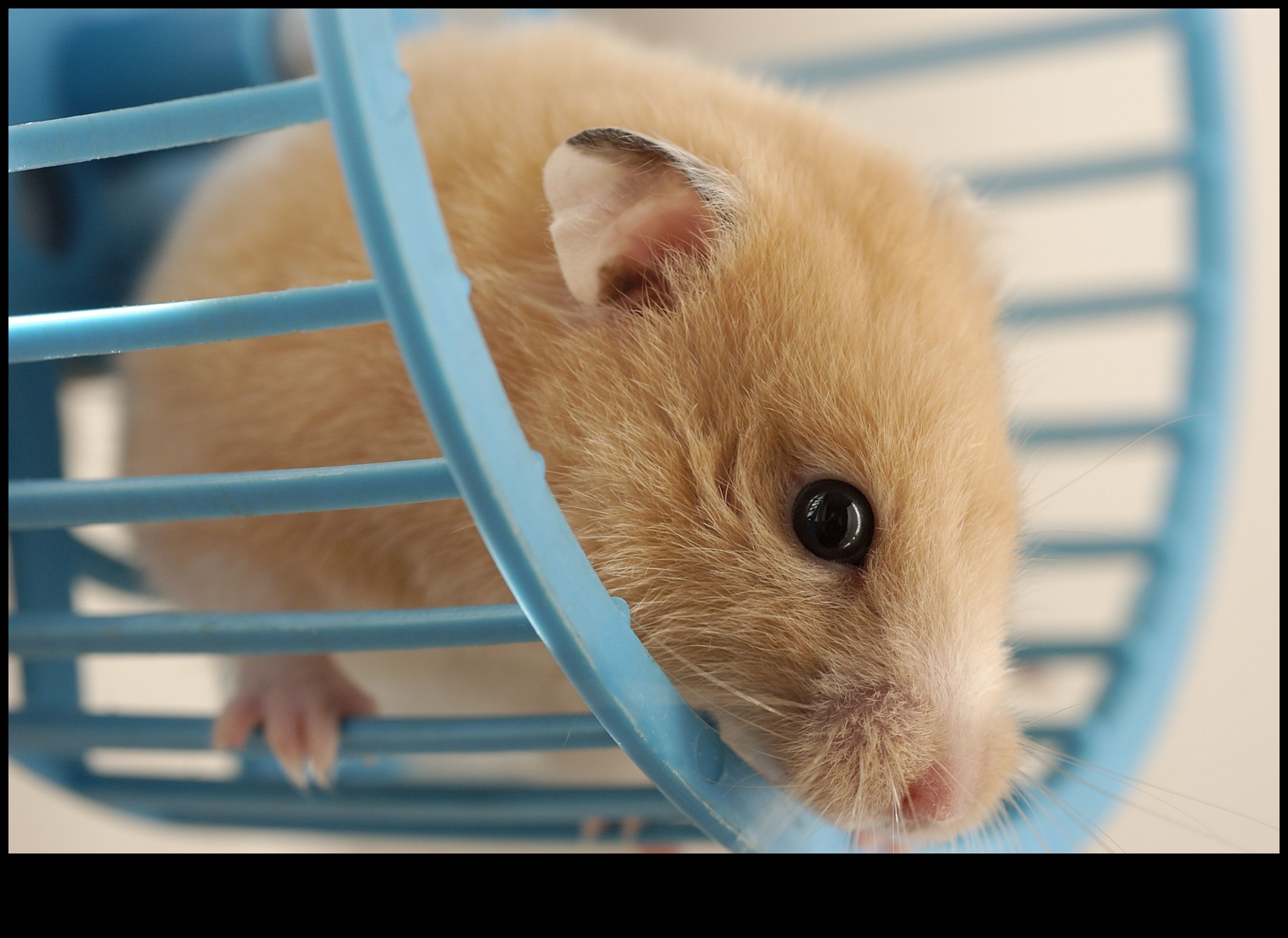 Hamster Tekerleği Güvenliği Devam Ediyor: Düzenli Bakım ve Kontroller