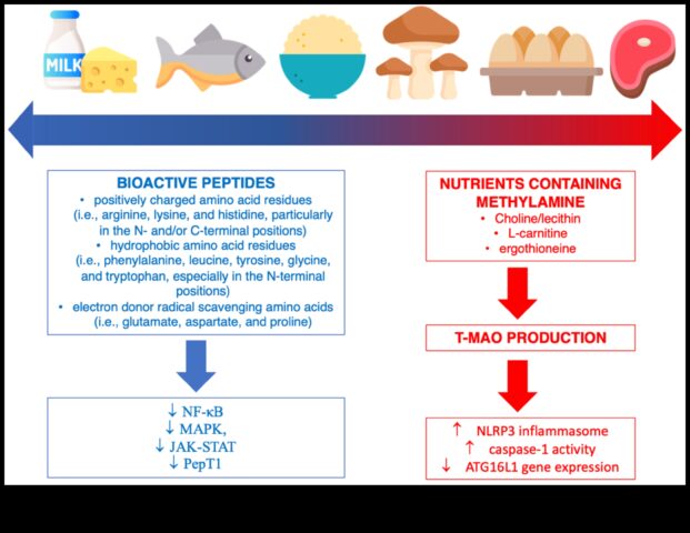 Protein Bir Anti-İnflamatuar Müttefik