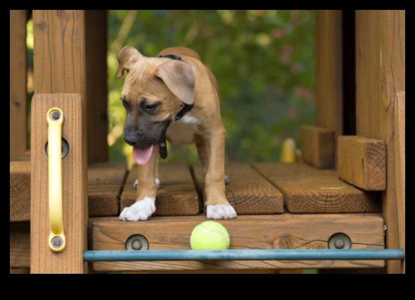 Köpek Oyun Alanı: Güvenli ve Uyarıcı Bir Arka Bahçe Oluşturma