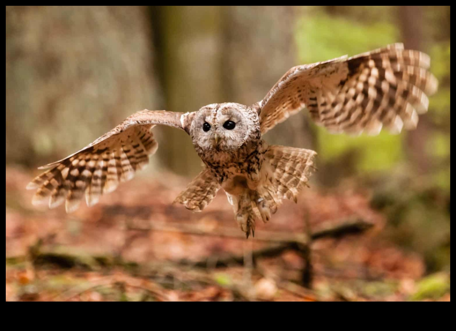 Gece Baykuş'un Baykuş Kılavuzu: Gece Raptors'ı Anlamak