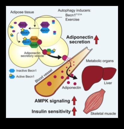 Protein İnsülin duyarlılığının anahtarı